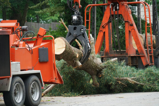 Daniels Farm, CT Tree Removal Company